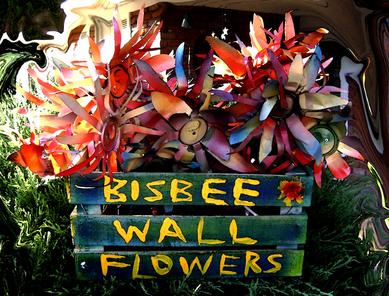 Bisbee wall flowers from off the wall in Bisbee